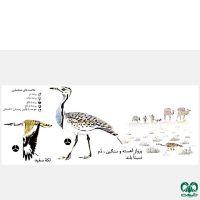 گونه هوبره Macqueenii Bustard